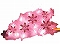 華かんざし予告