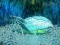 海蟻千体斬り連打リーチ