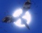 黒き翼の天使