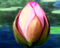 特訓～花を咲かせろ～