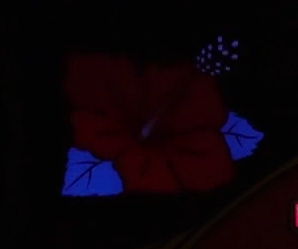 プレミアム点滅